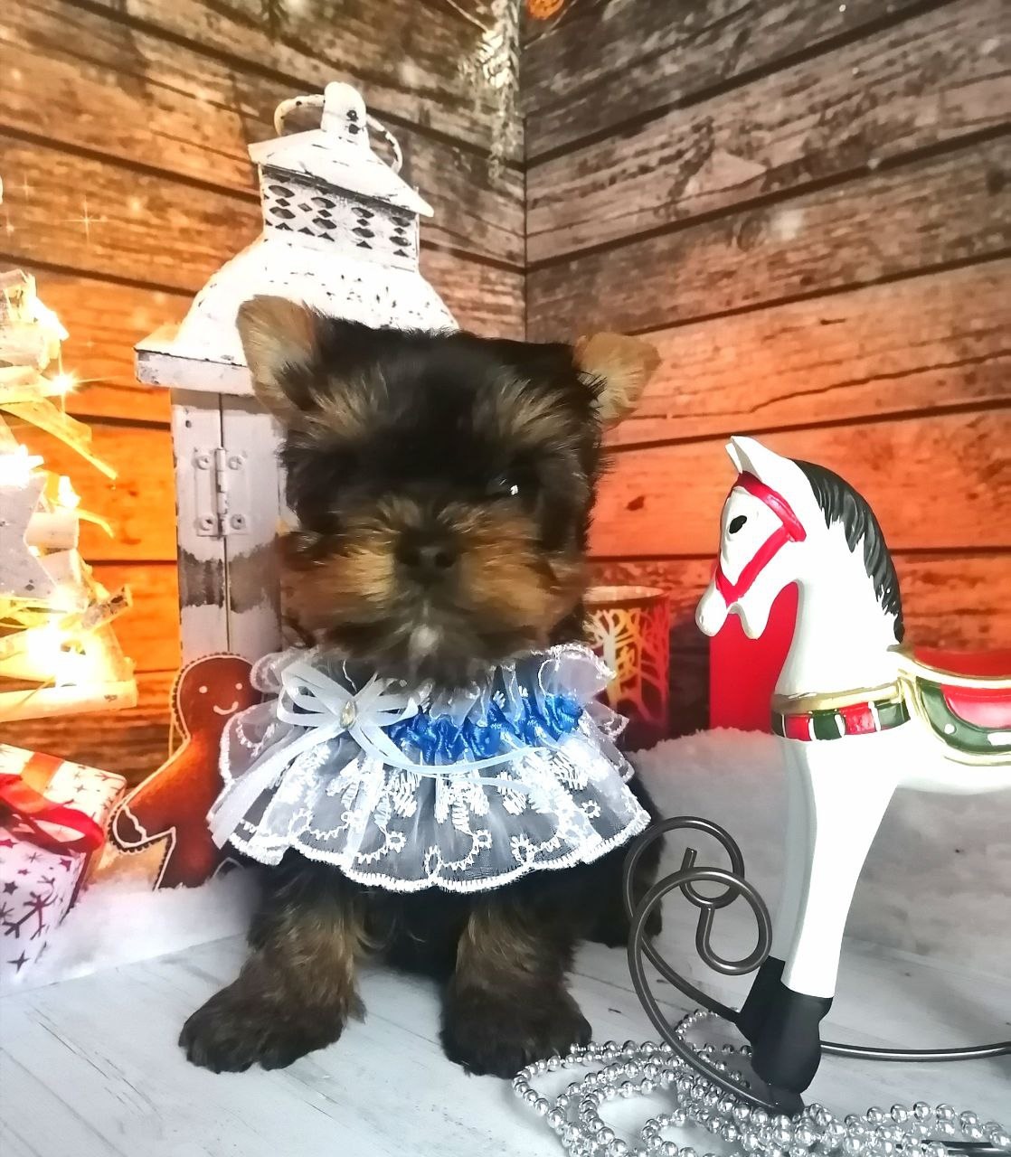 Щенок Йоркширского терьера