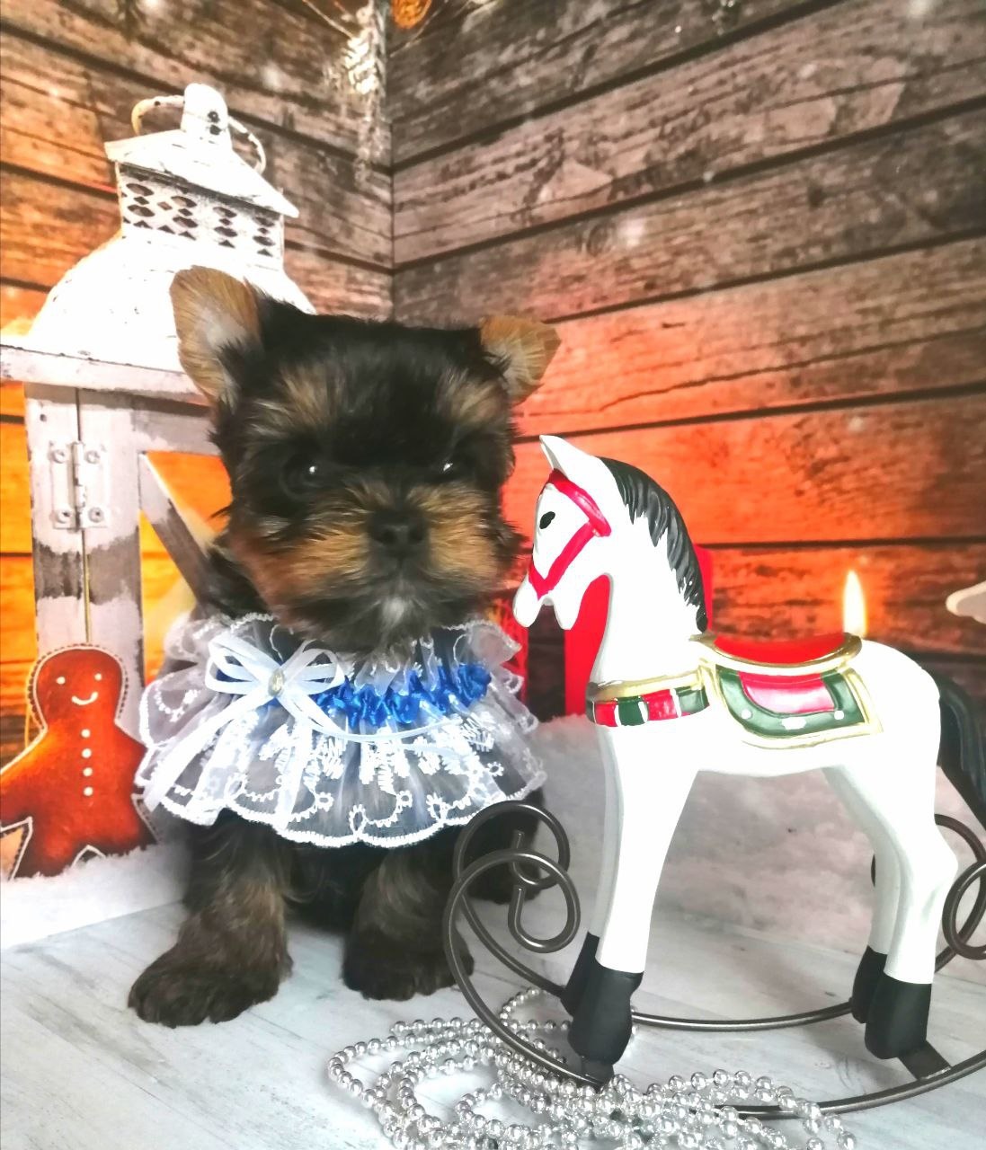 фото щенка Йоркширского терьера