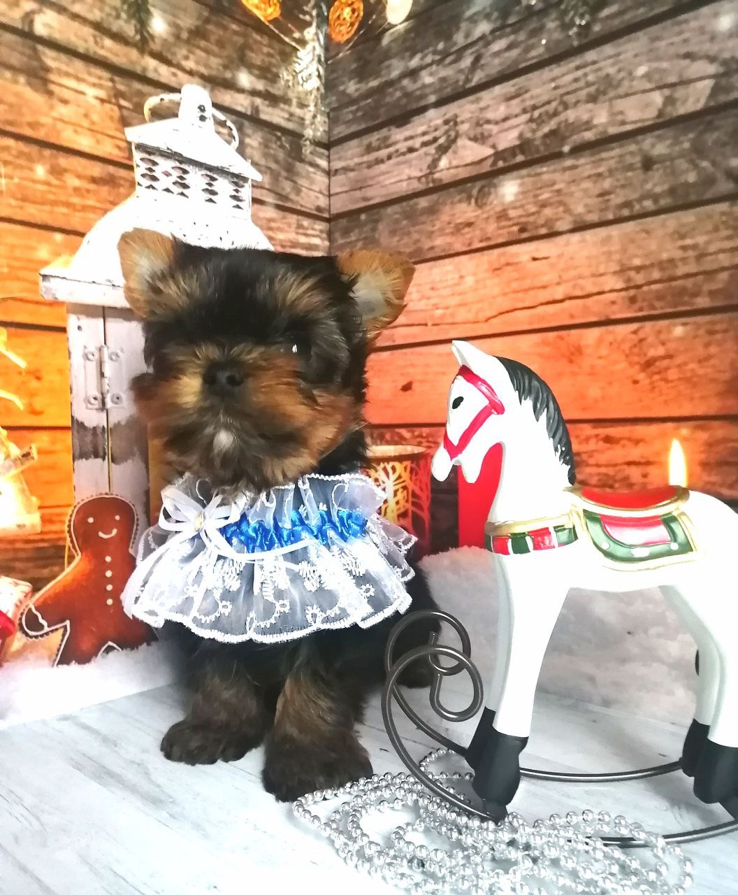 купить щенка Йоркширского терьера мини