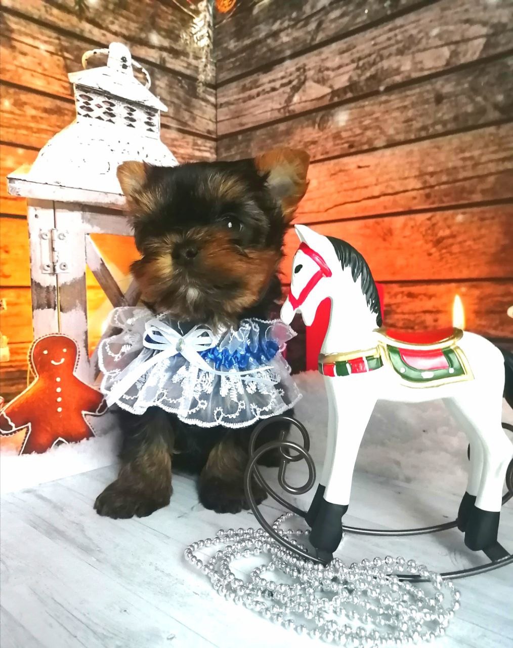 купить щенка Йоркширского терьера мини