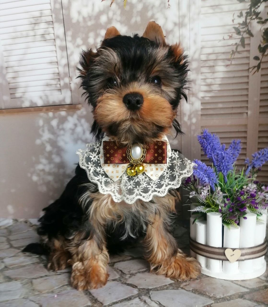 купить щенка Йоркширского терьера