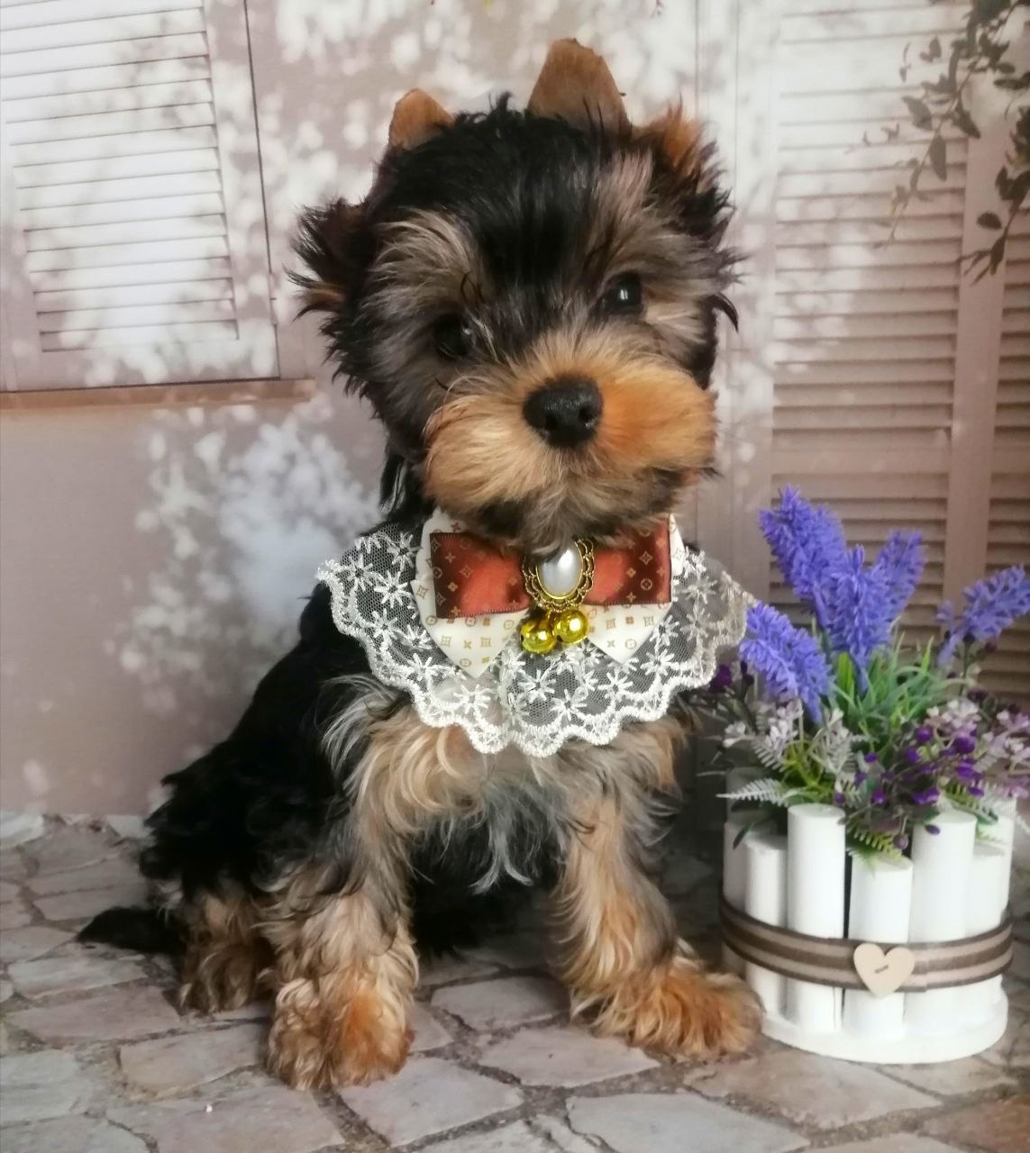 купить щенка Йоркширского терьера