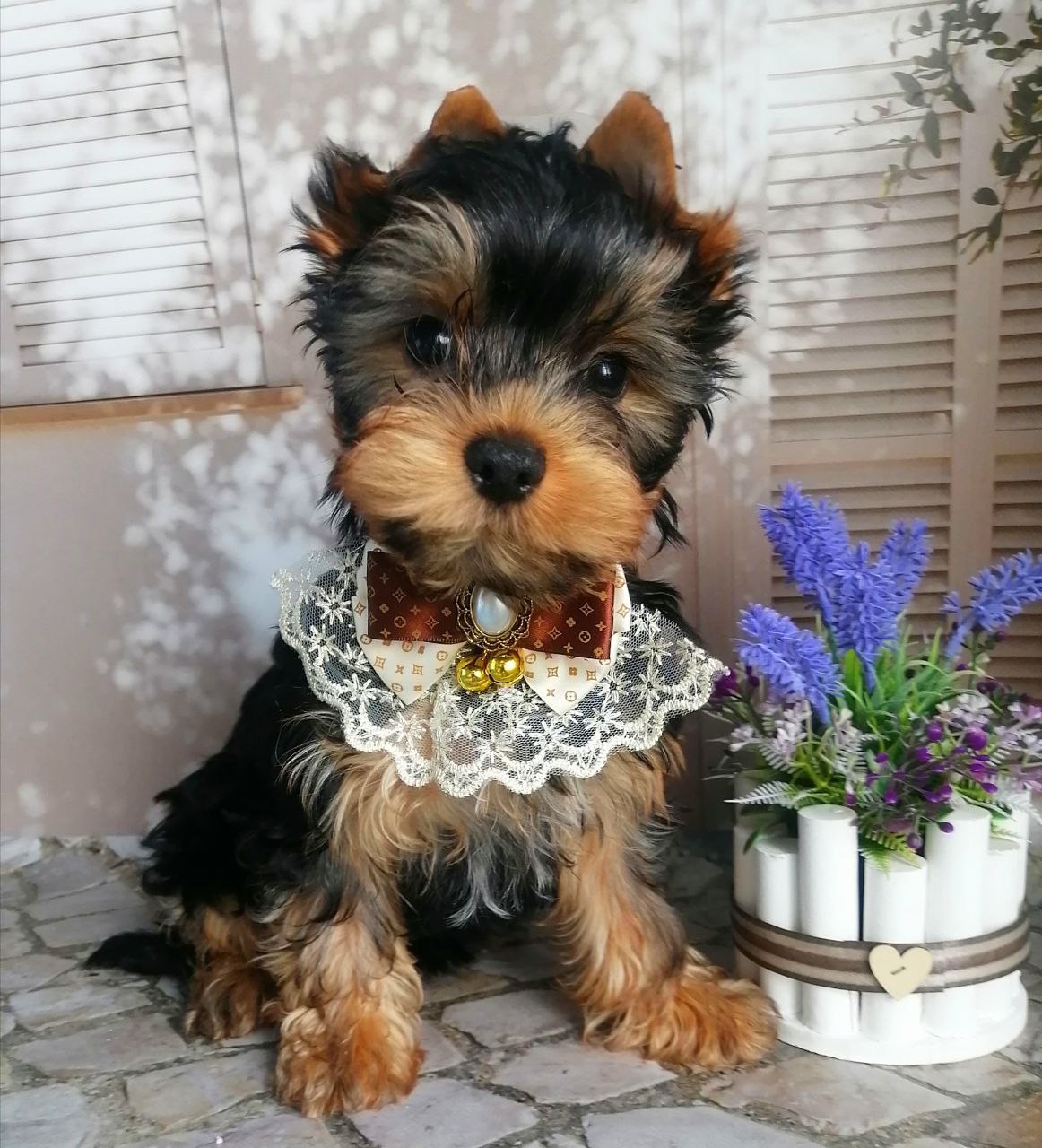 купить щенка Йоркширского терьера