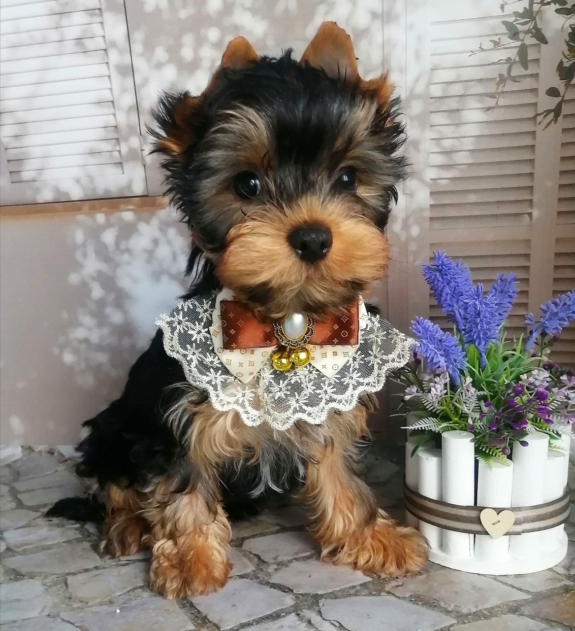 купить щенка Йоркширского терьера