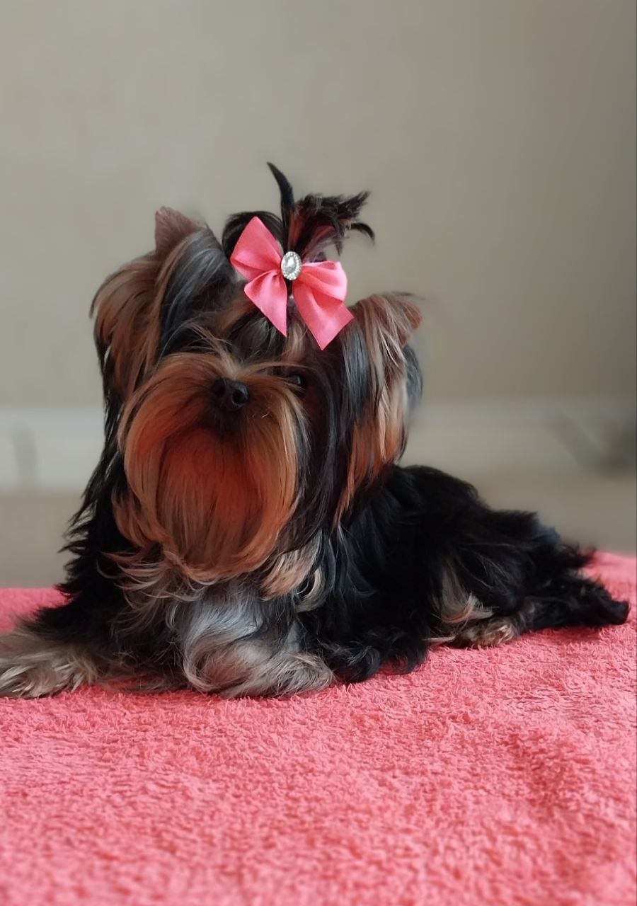 Щенок Йоркширского терьера