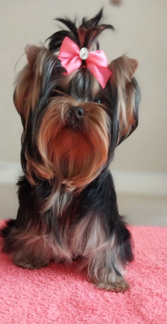 Щенок Йоркширского терьера