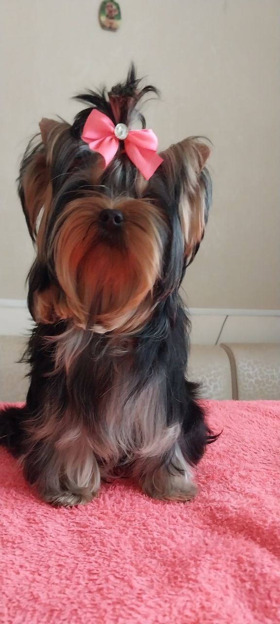 купить щенка Йоркширского терьера мини