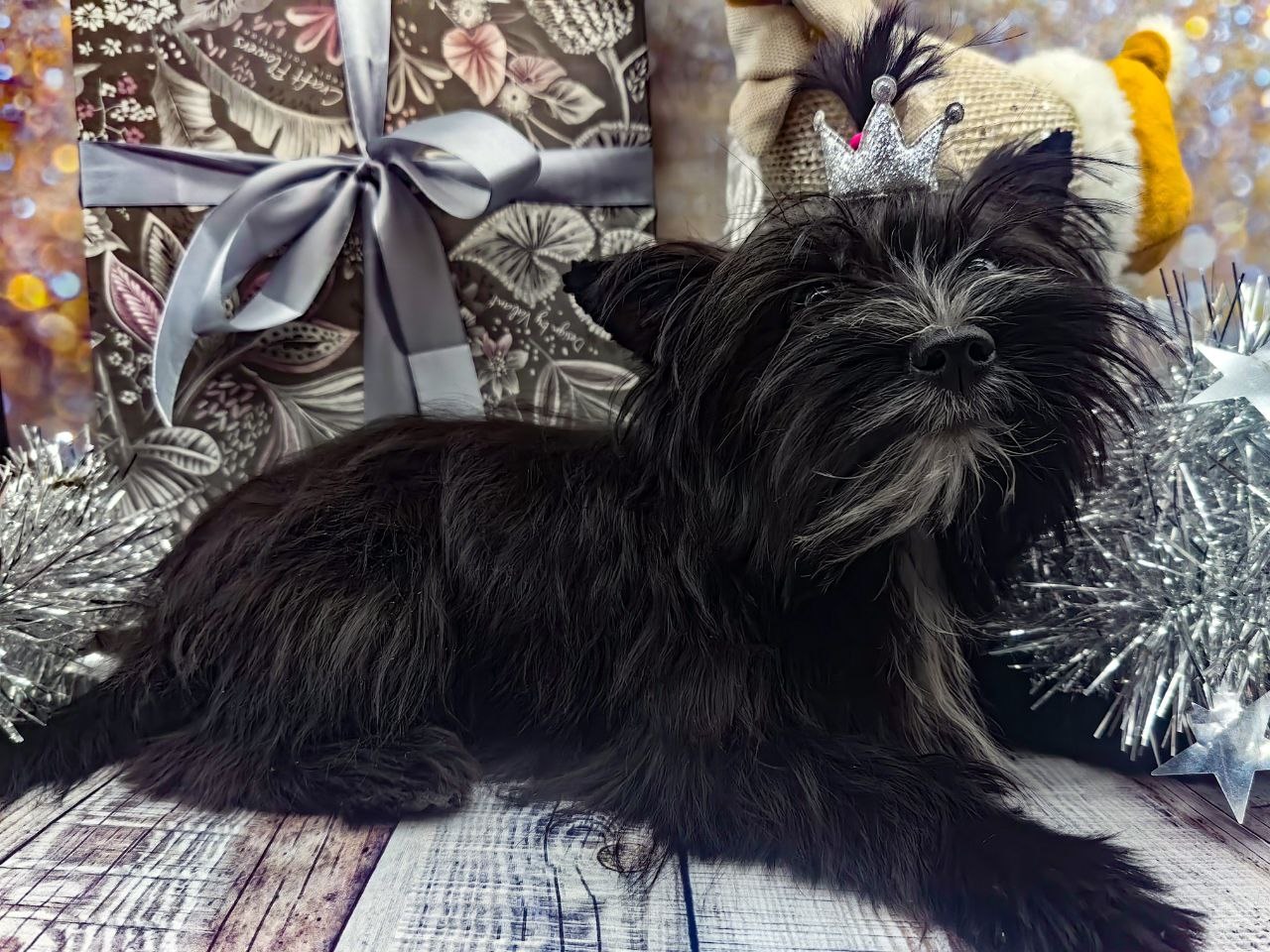 щенок чёрный йорк