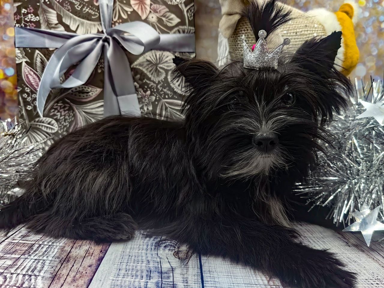 купить щенка Йоркширского терьера