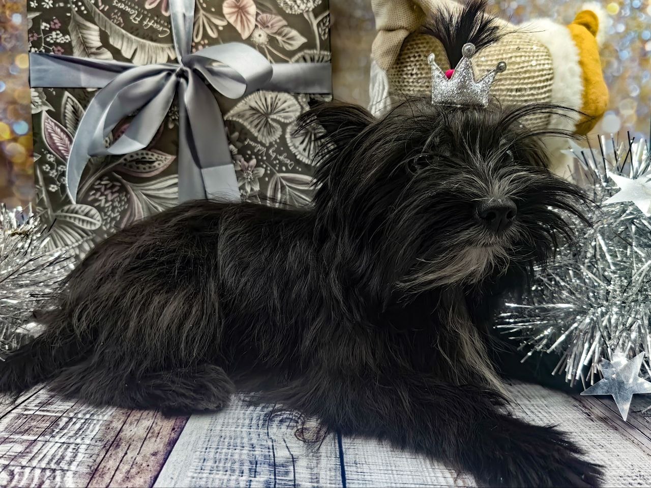 купить щенка Йоркширского терьера