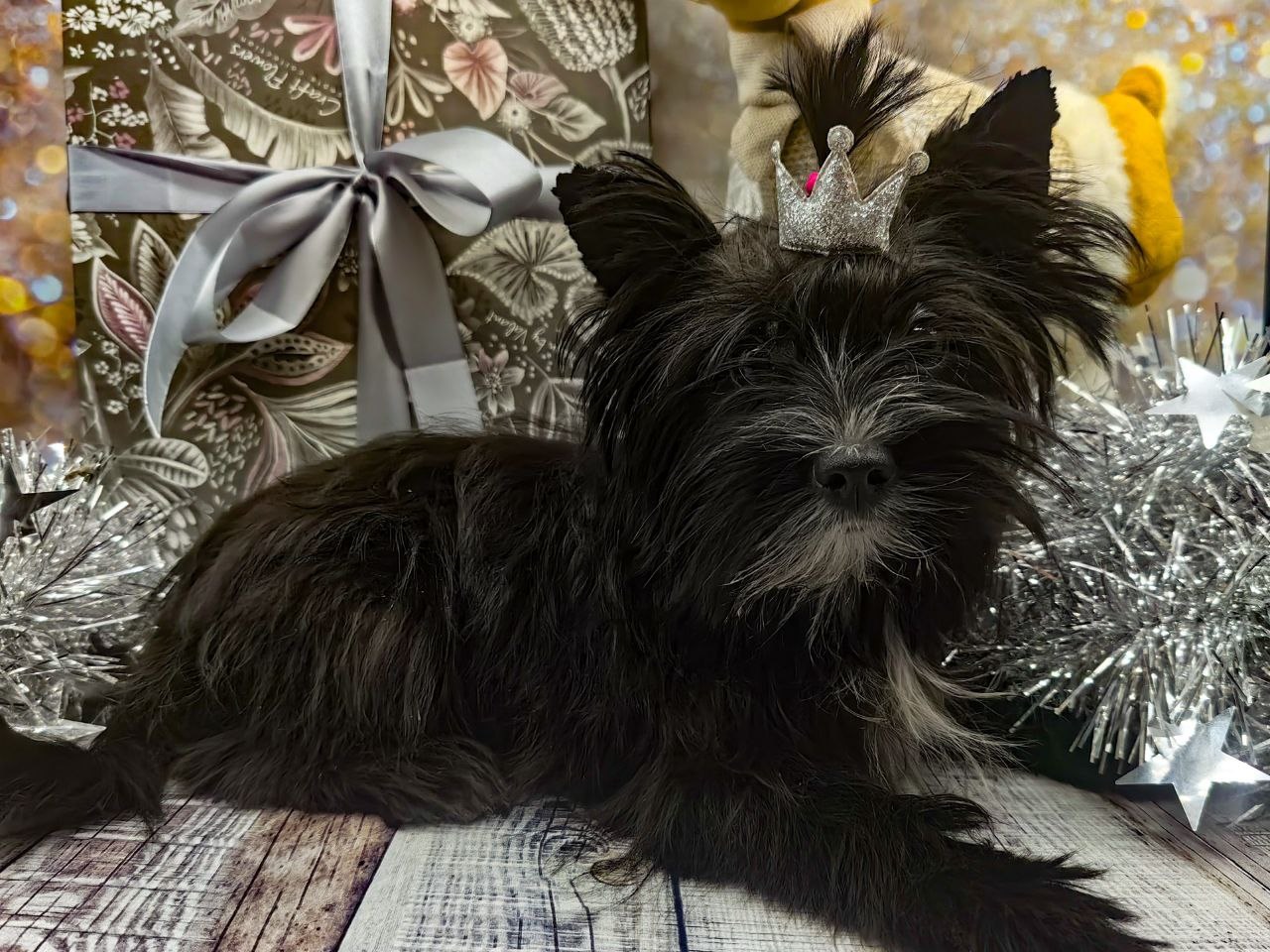 щенок чёрный йорк