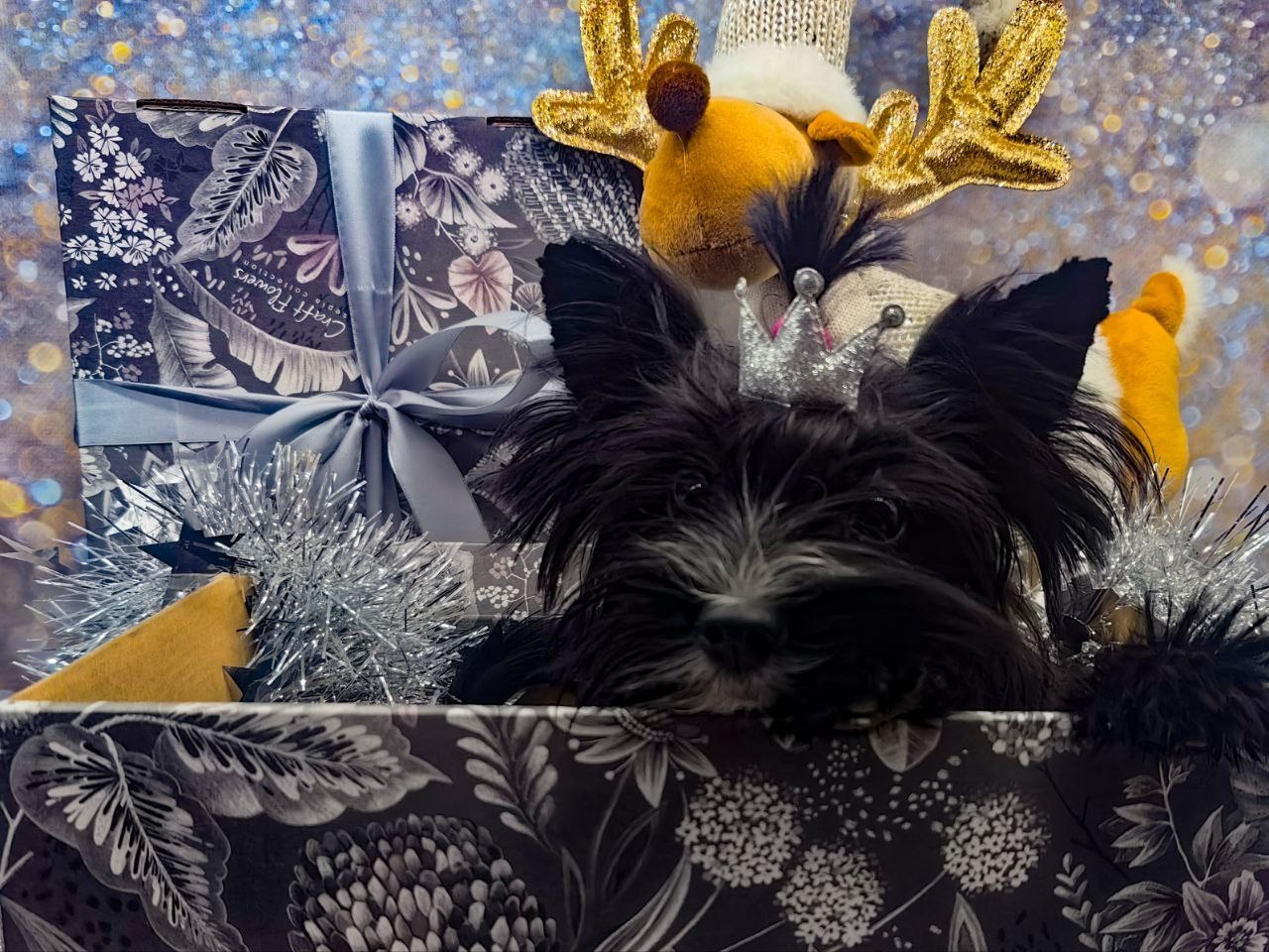 купить щенка Йоркширского терьера