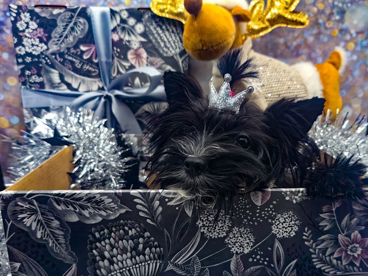 щенок чёрный йорк