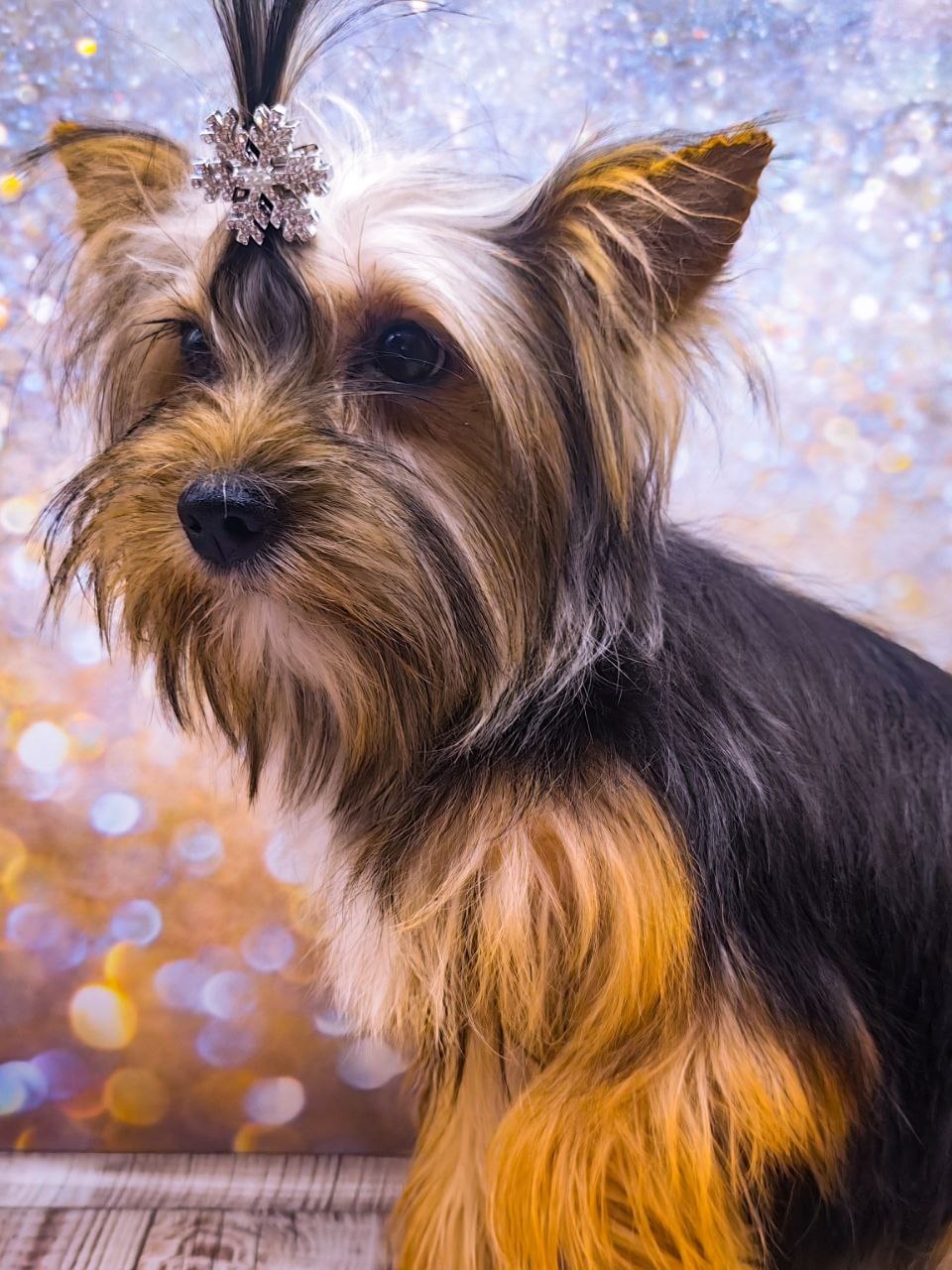 щенок чёрный йорк