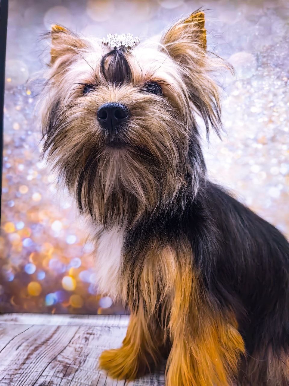 купить щенка Йоркширского терьера