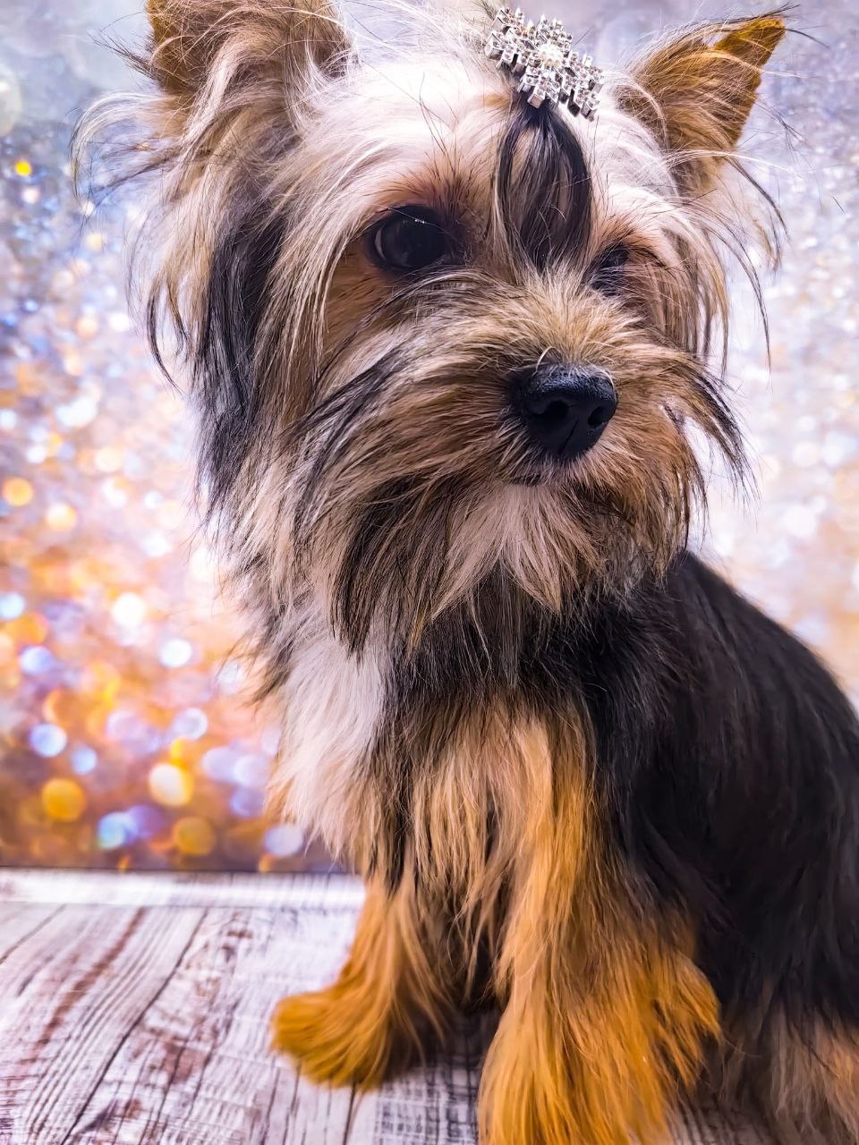 щенок чёрный йорк