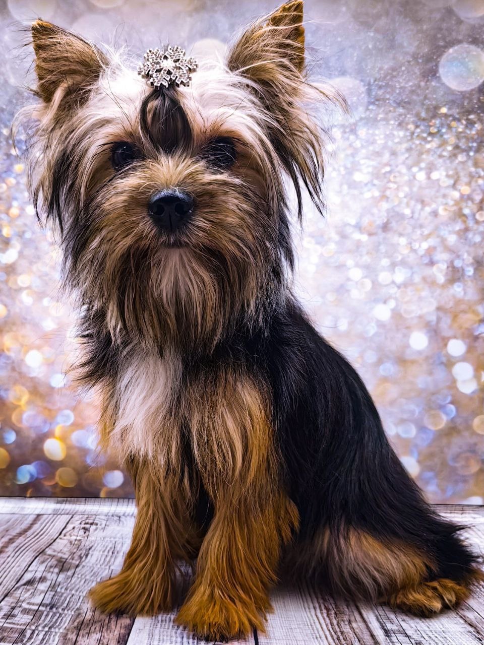 купить щенка Йоркширского терьера