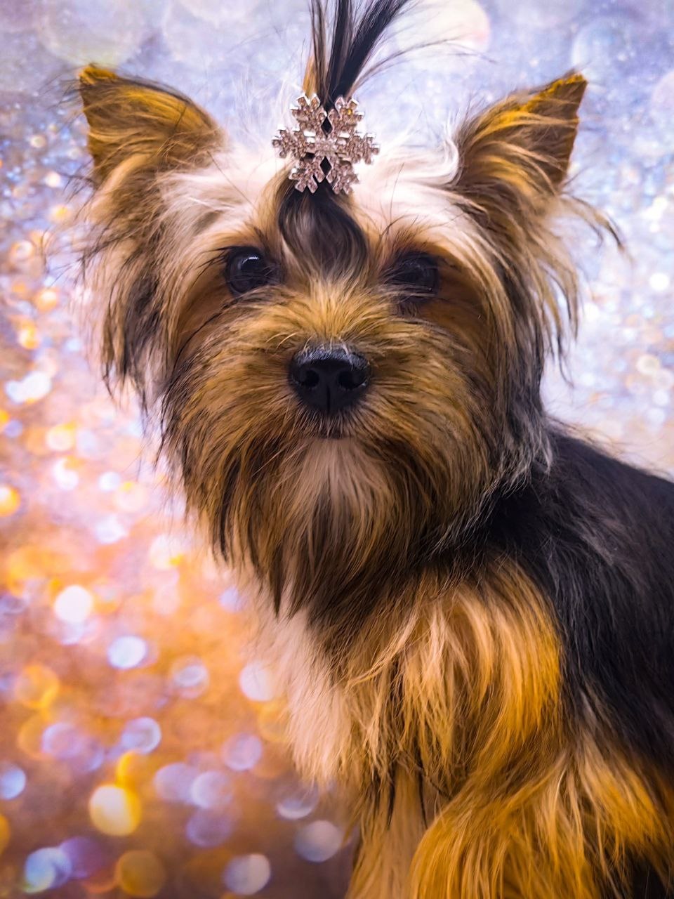 купить щенка Йоркширского терьера