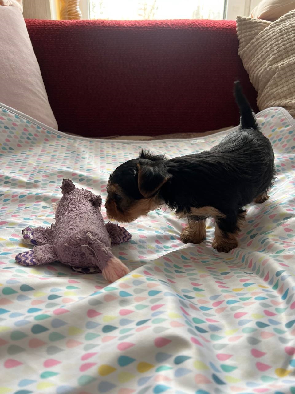 Мальчик Йоркширского терьера