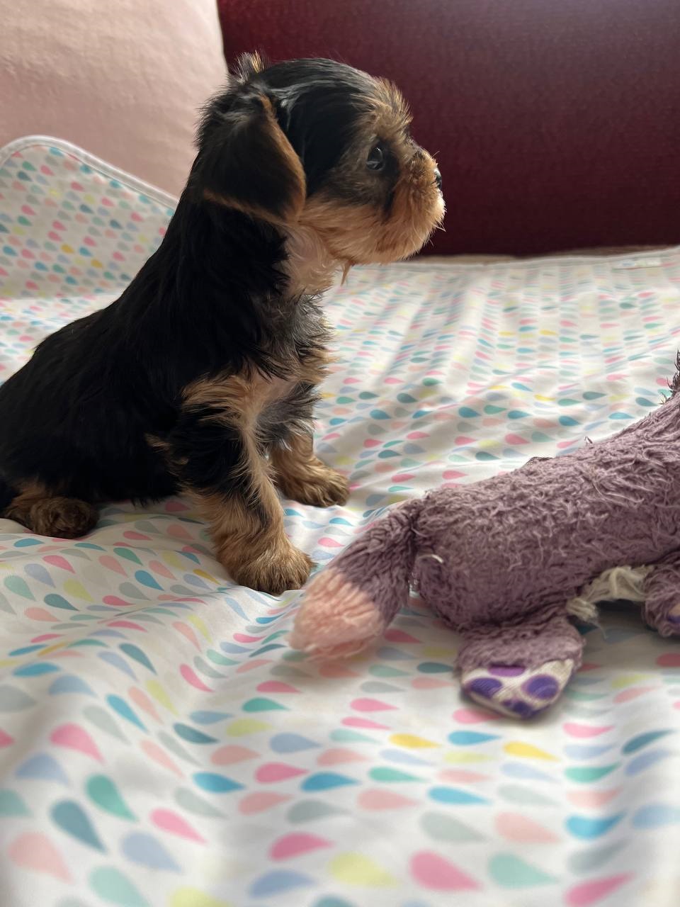 щенки Йоркширского терьера