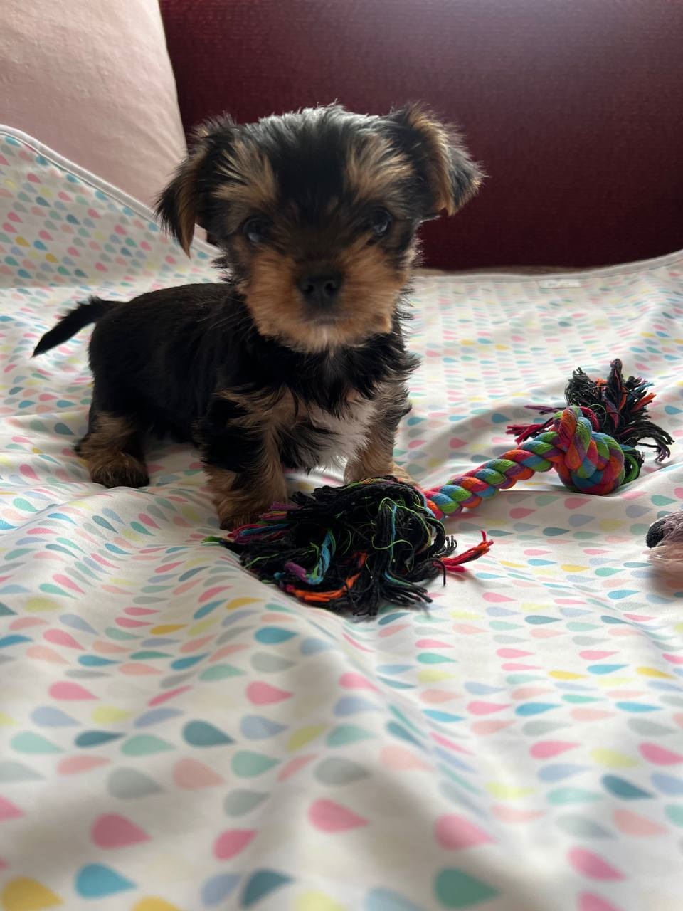 щенки Йоркширского терьера