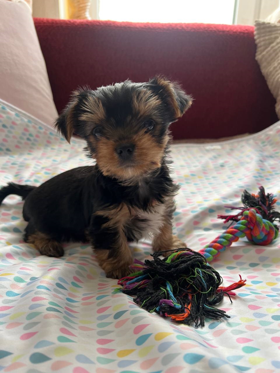 Мальчик Йоркширского терьера