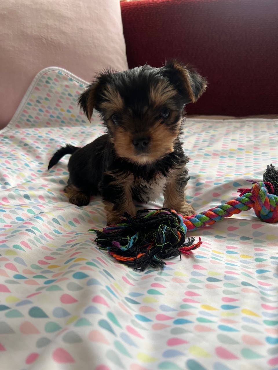 щенки Йоркширского терьера