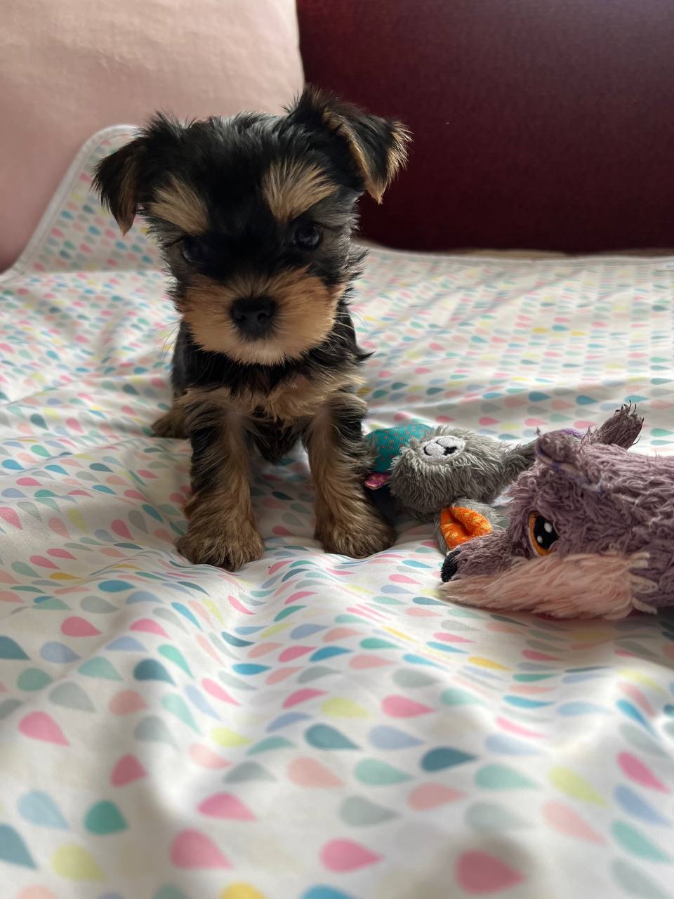 щенок мальчик Йоркширский терьер