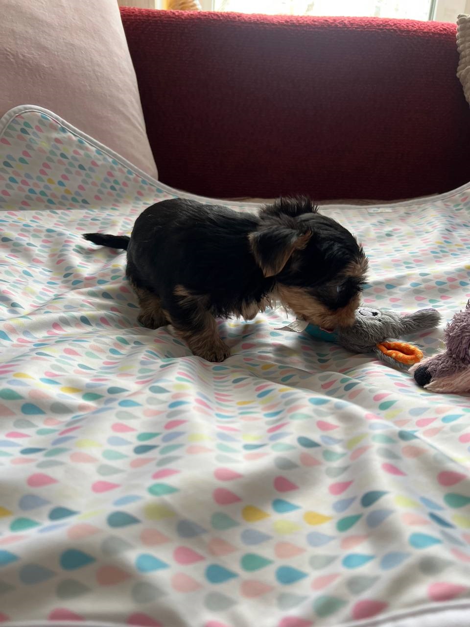 купить щенка Йоркширского терьера