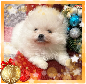 Померанец девочки