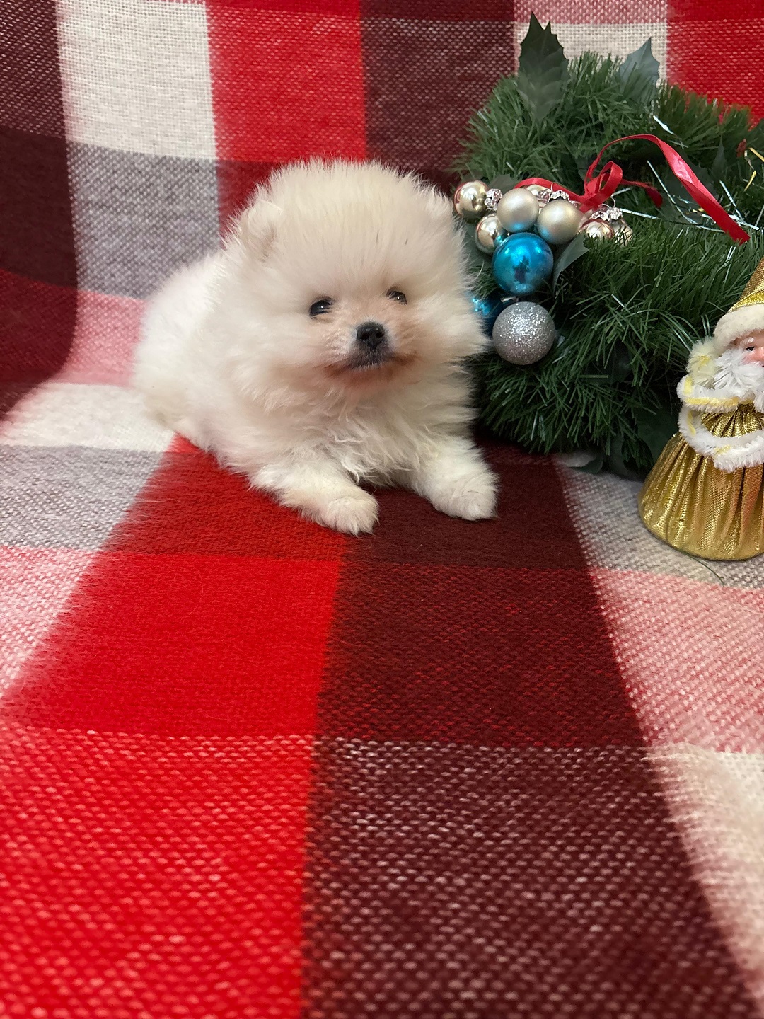 Померанский Шпиц купить