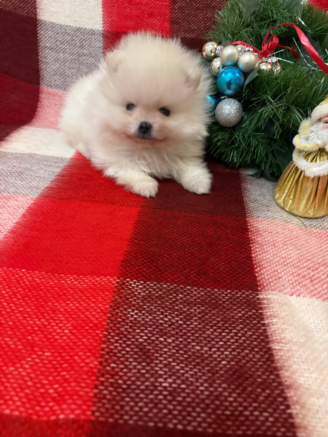 Померанский Шпиц купить