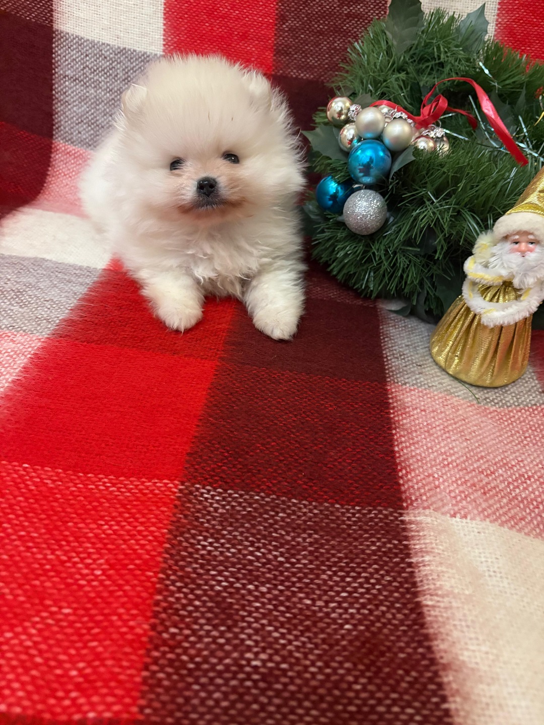 Померанский Шпиц купить