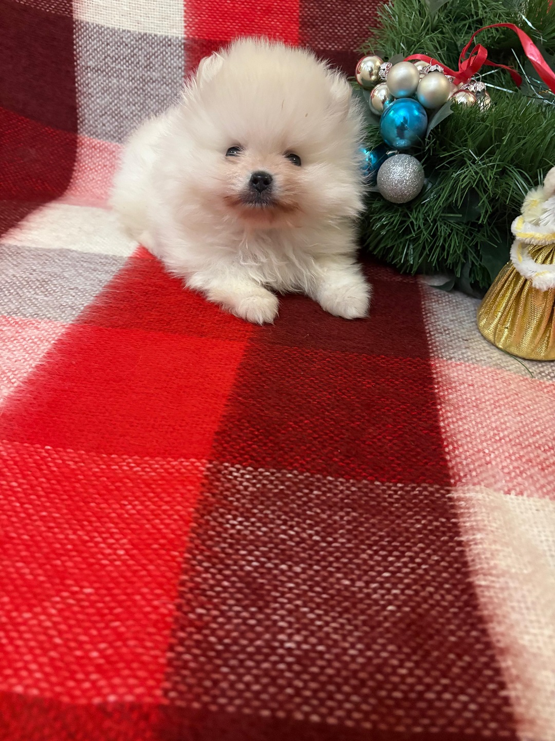 Померанский Шпиц купить