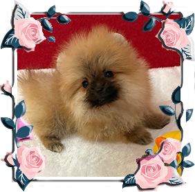 Померанец девочки