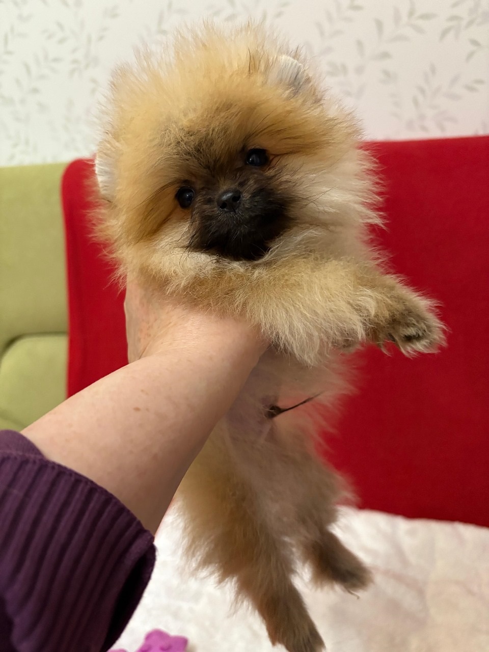 Померанский Шпиц купить