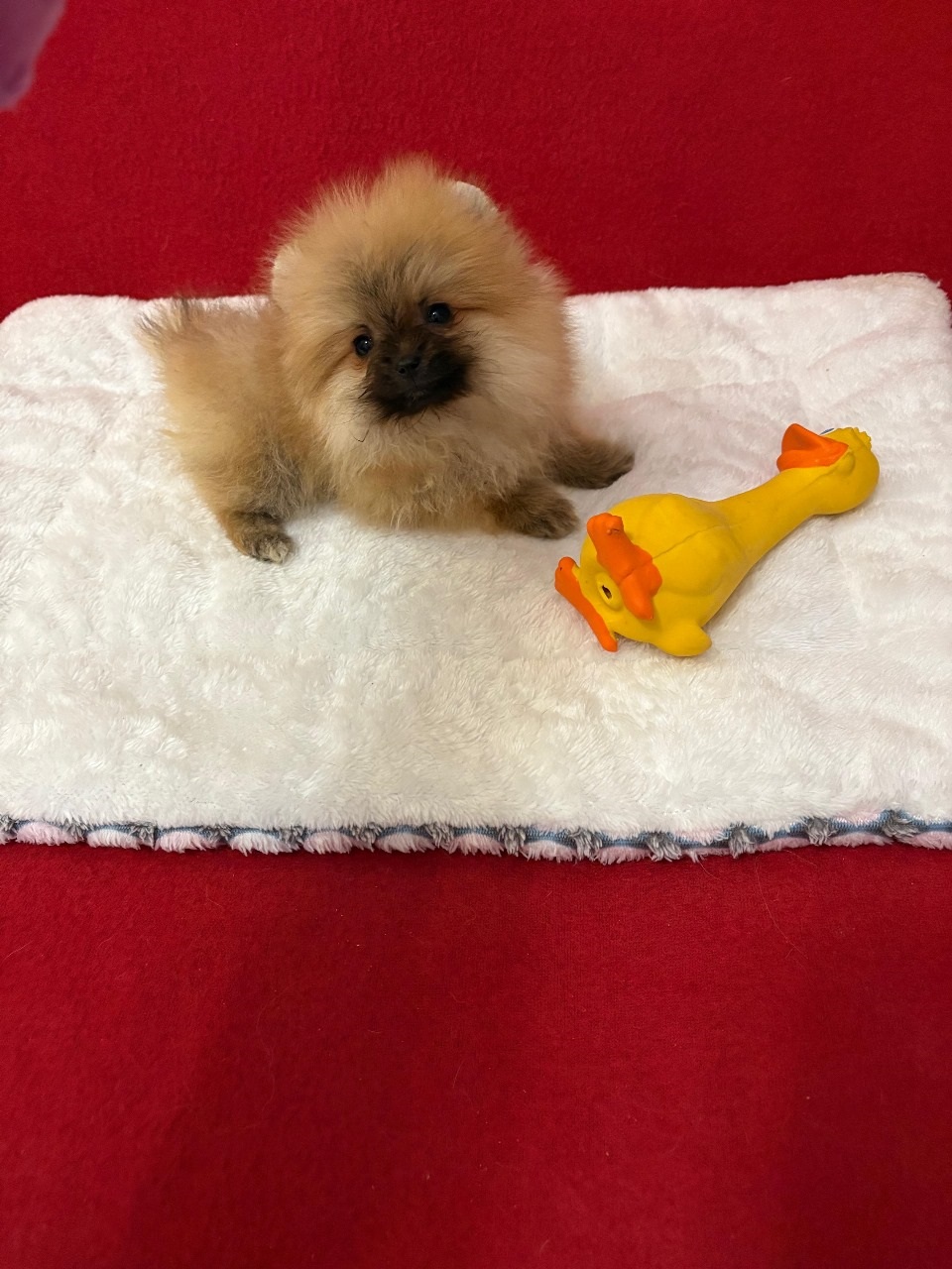 купить щенка Померанский Шпиц