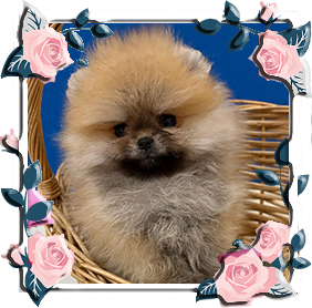 Померанец девочки