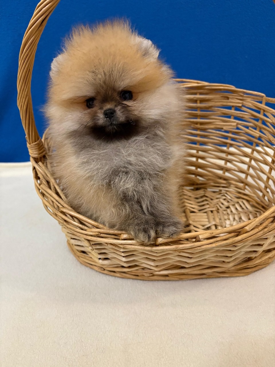 Померанский Шпиц купить