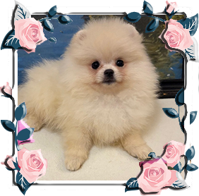 Померанец девочки