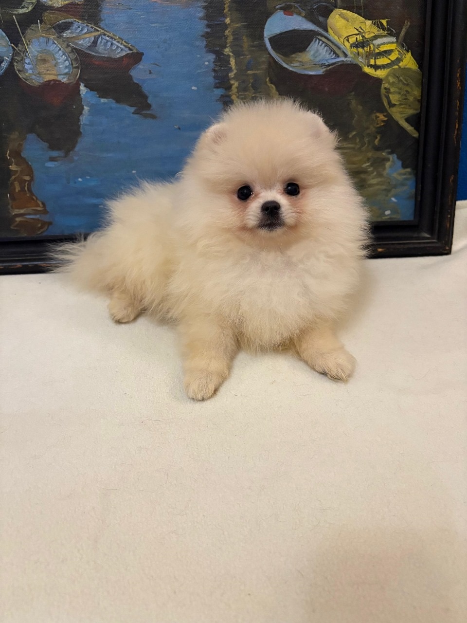 Померанский Шпиц купить