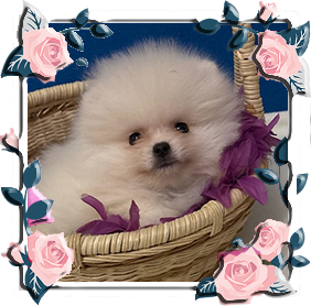 Померанец девочки