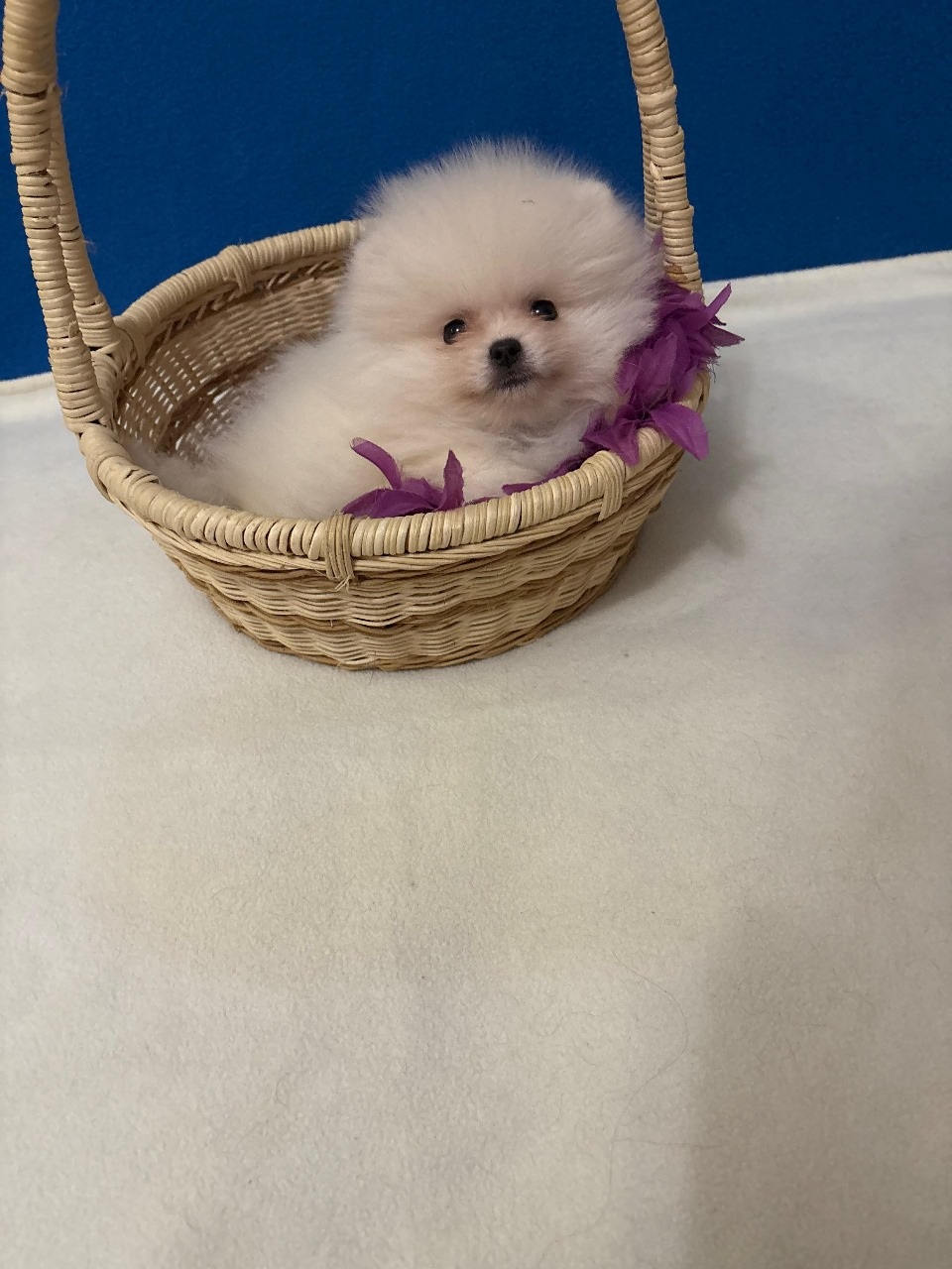 Померанский Шпиц купить