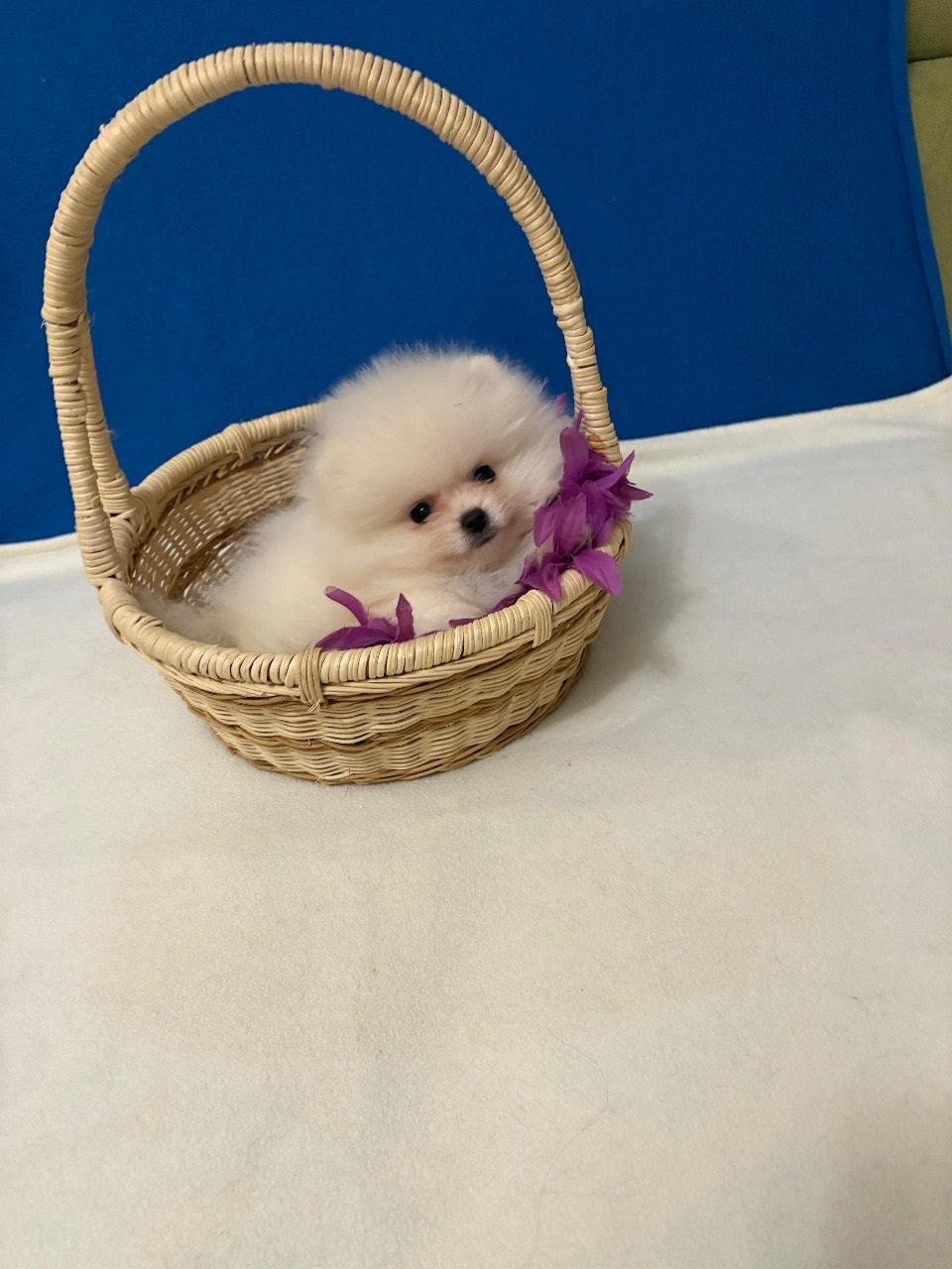 купить щенка Померанский Шпиц