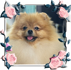 Померанец девочки