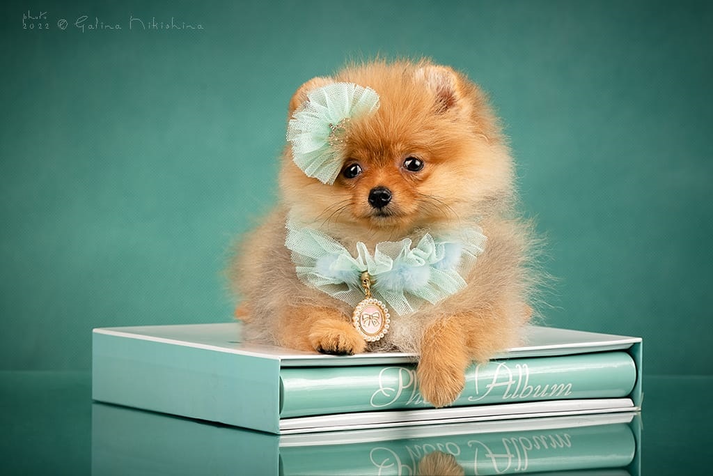 Померанский Шпиц купить