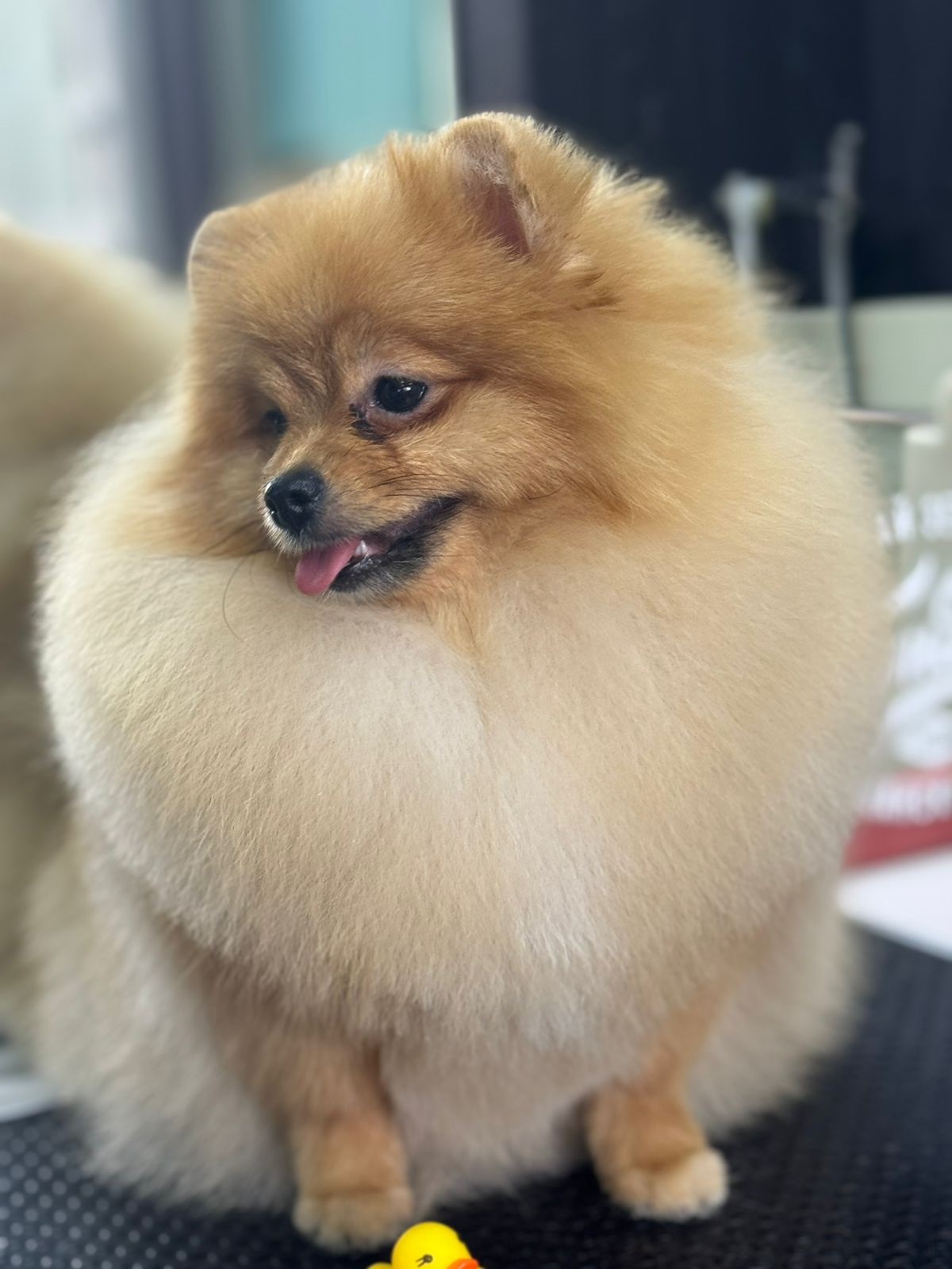 Померанский Шпиц купить