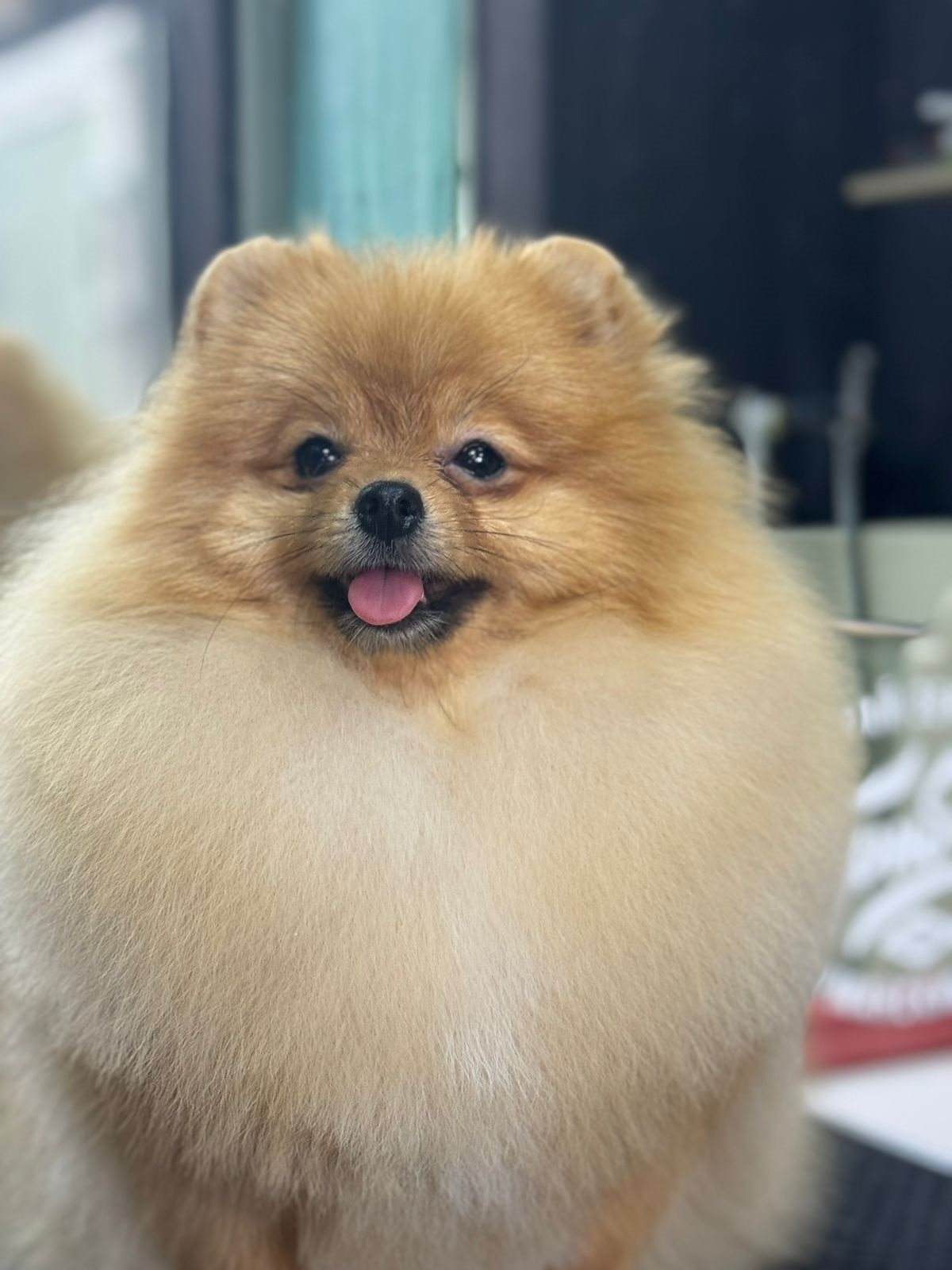 Померанский Шпиц купить