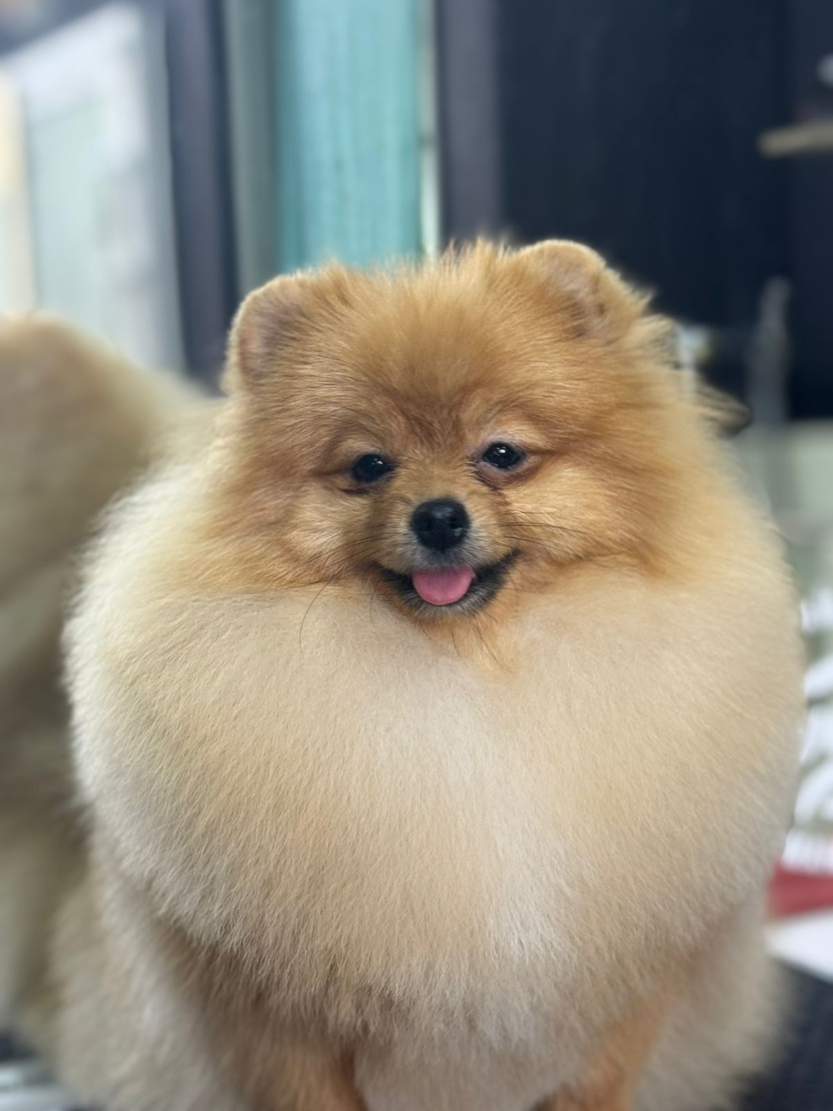 Померанский Шпиц купить