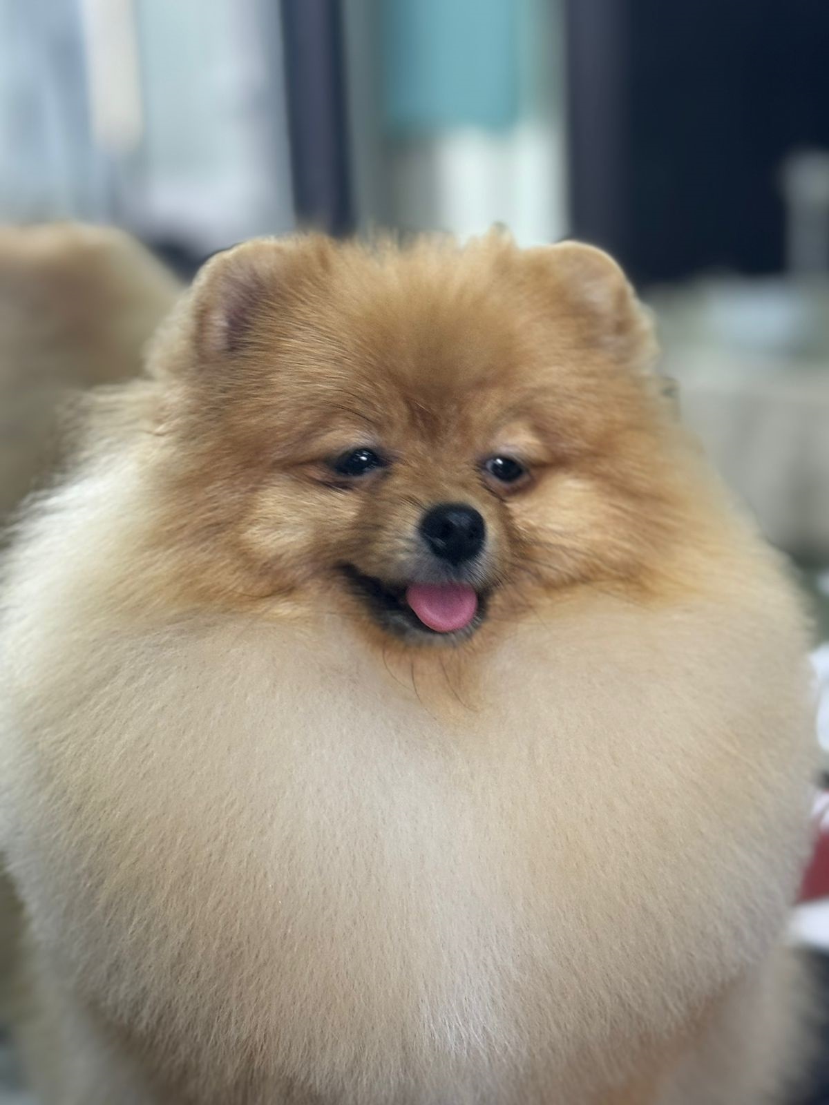 Померанский Шпиц купить